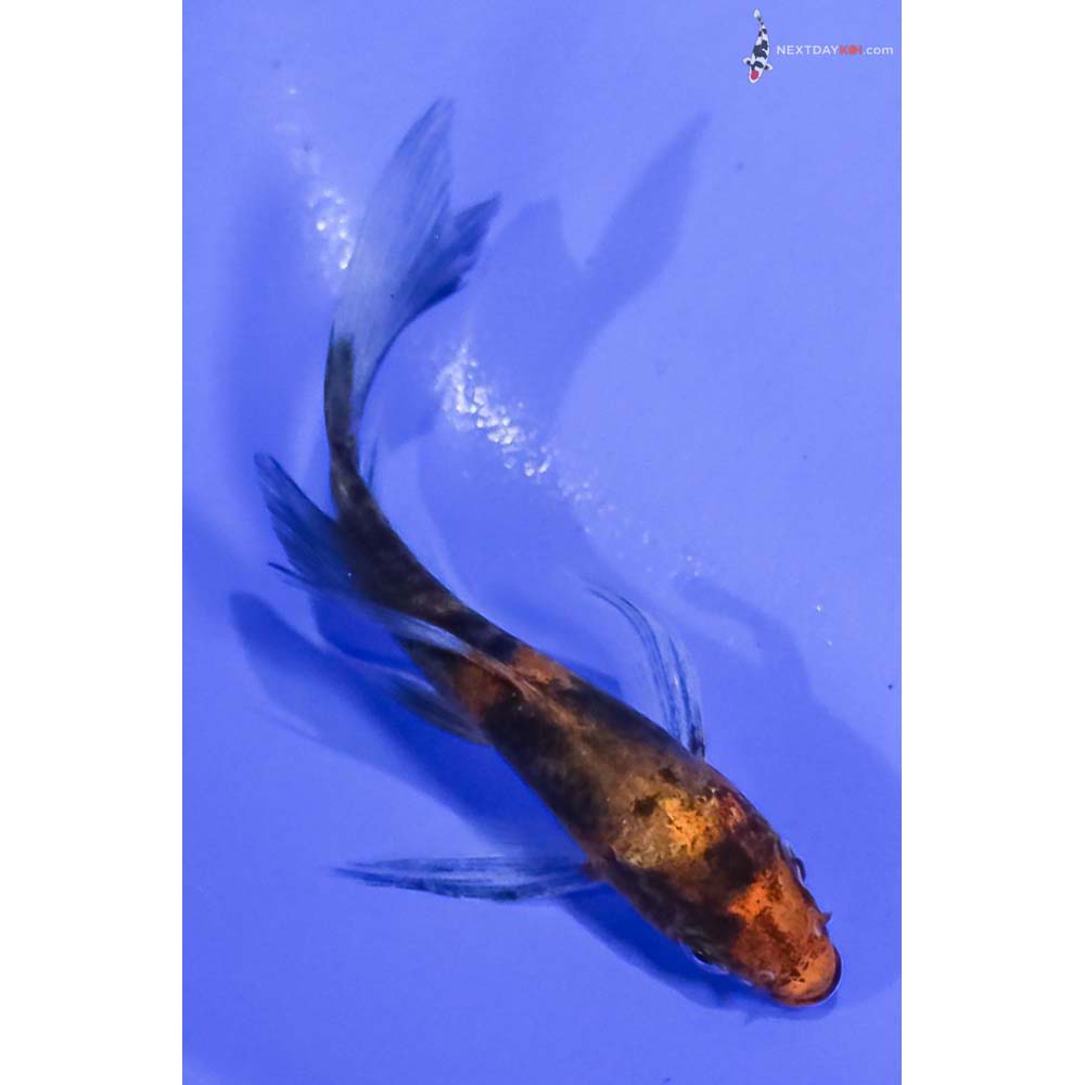 4” Imported Hi Showa Butterfly Koi