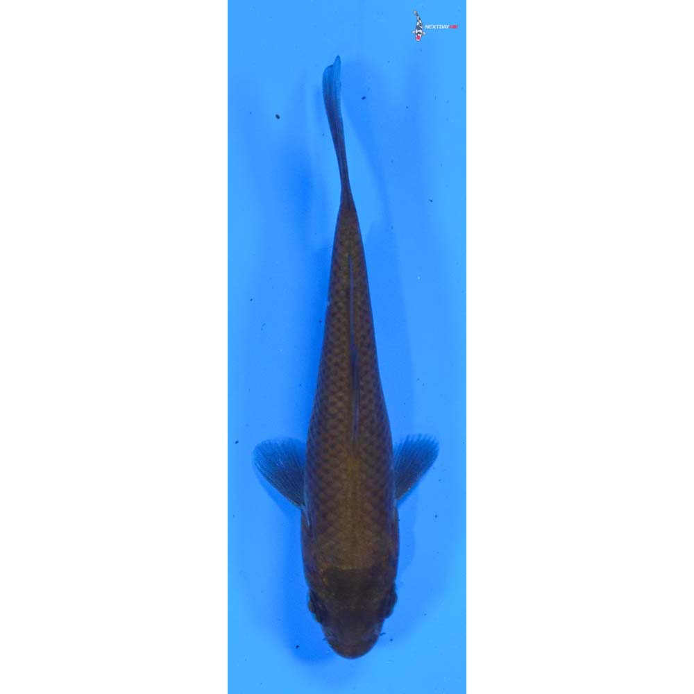 3” Imported Chagoi