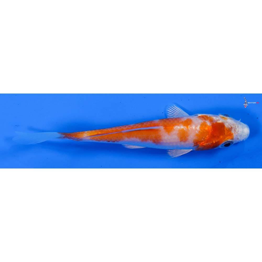 3.5” Imported Hariwake