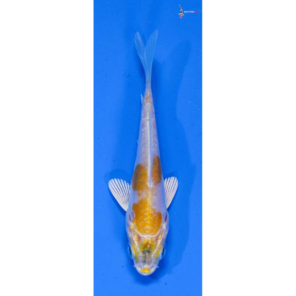 3” Imported Doitsu Lemon Hariwake