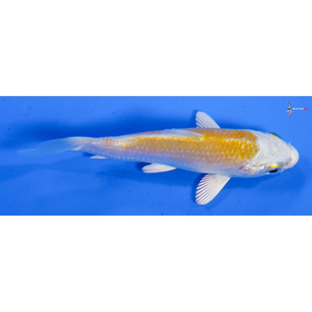 3” Imported Lemon Hariwake