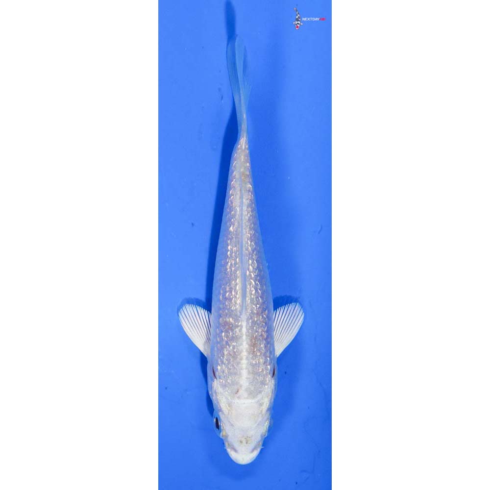 3.5” Imported Gin Rin Platinum Ogon