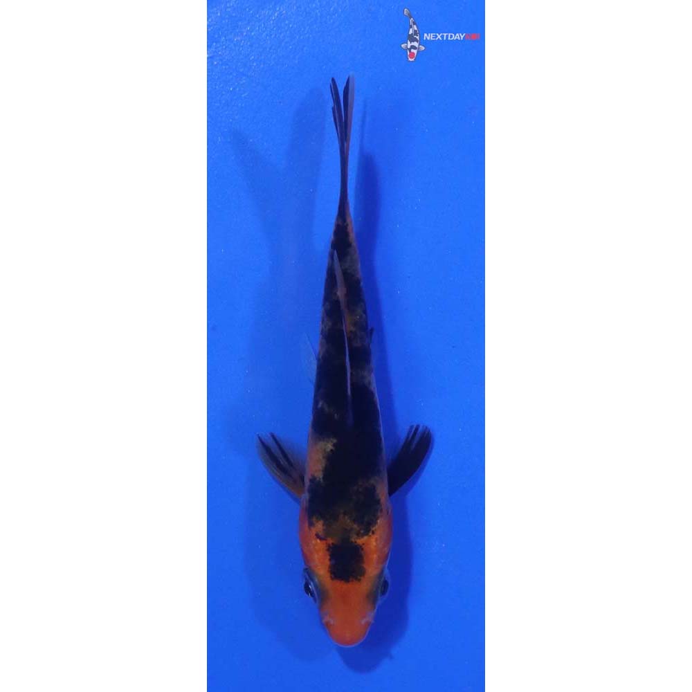 2.5” Imported Sanke