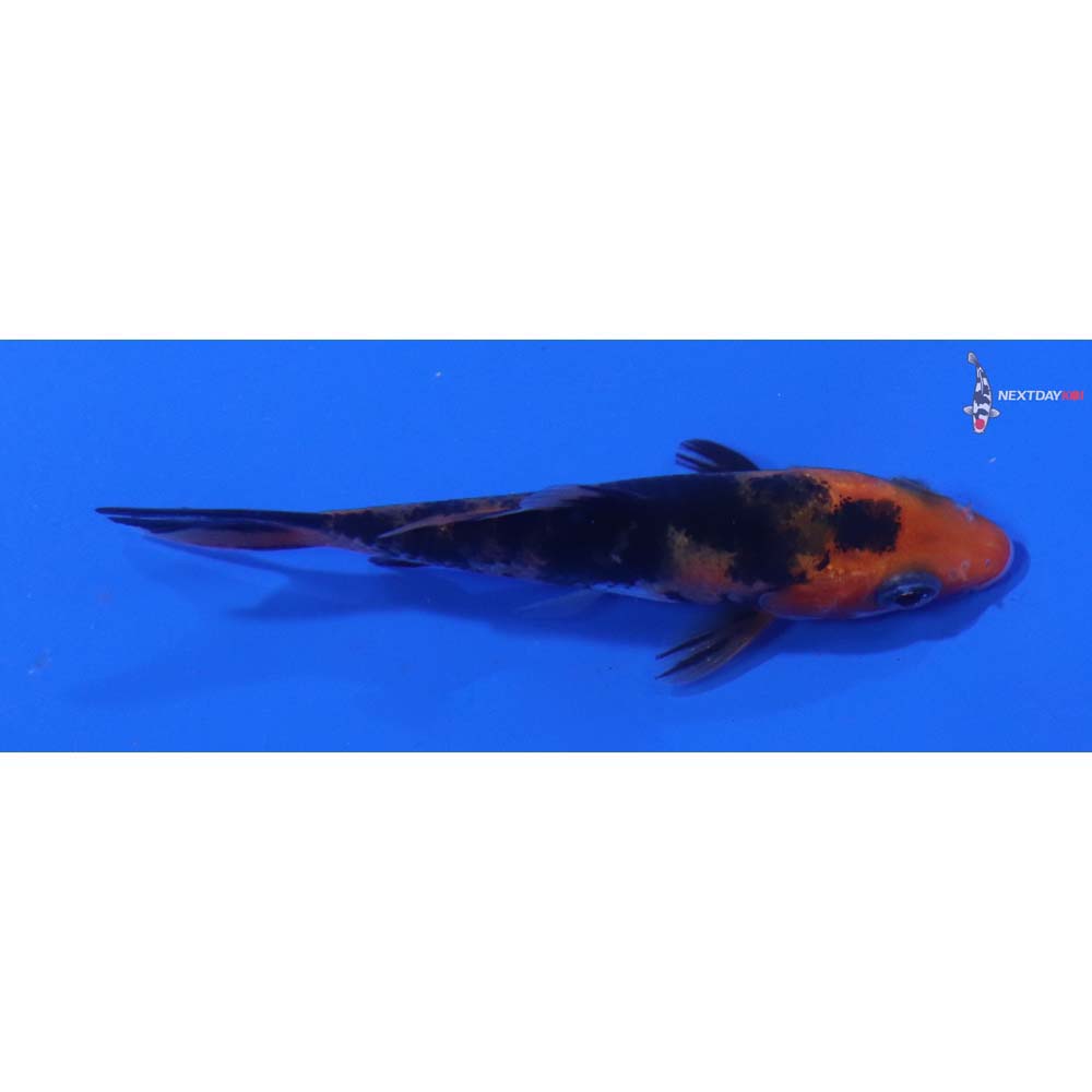2.5” Imported Sanke