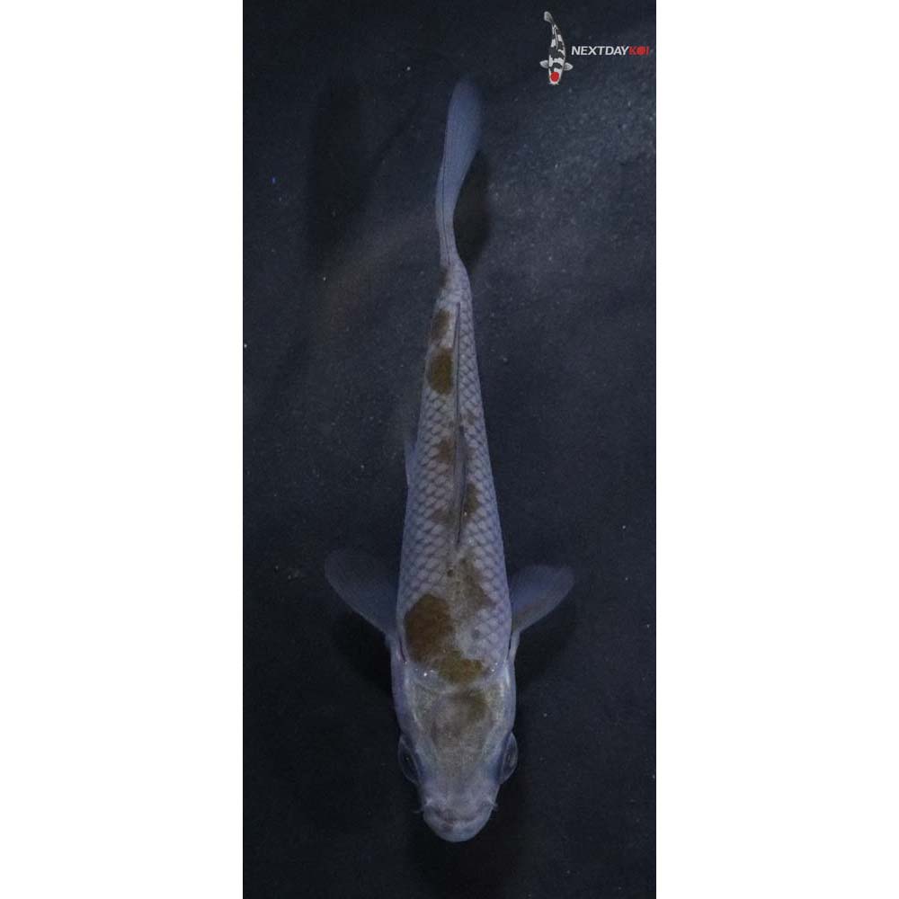 2.5” Imported Ochiba Shigure