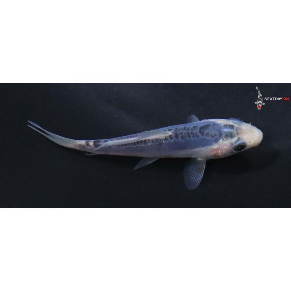 3” Imported Shusui