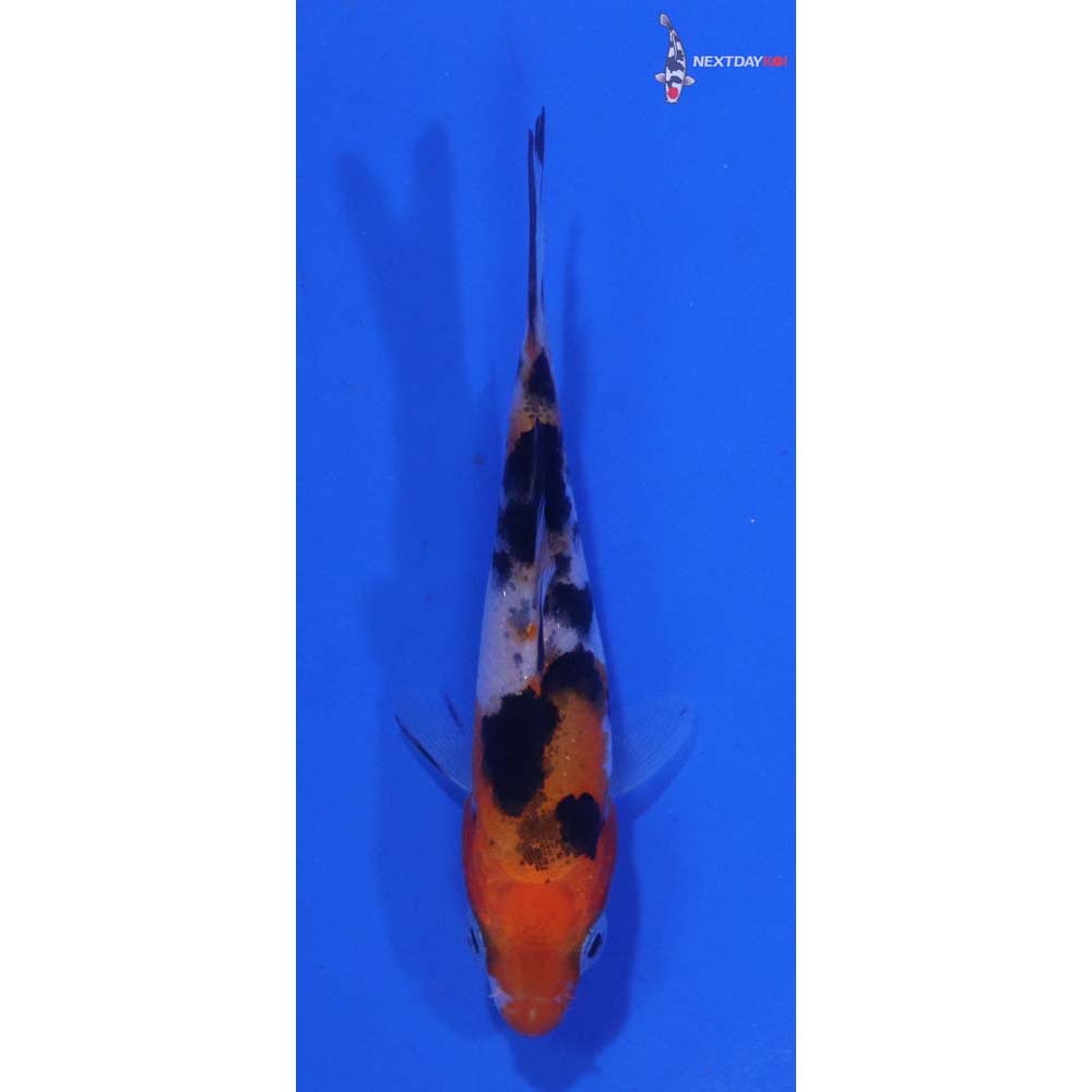 2.5” Imported Sanke