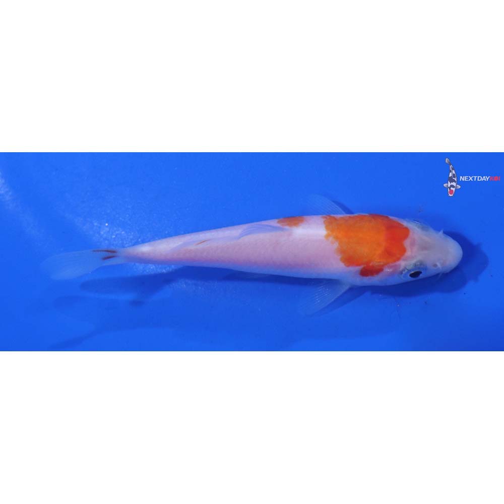 3” Imported Kohaku