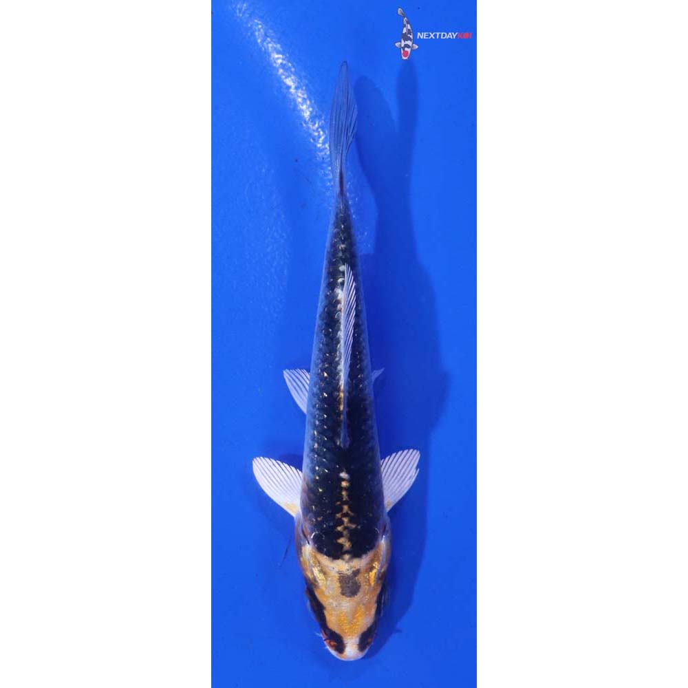 3” Imported Kujaku