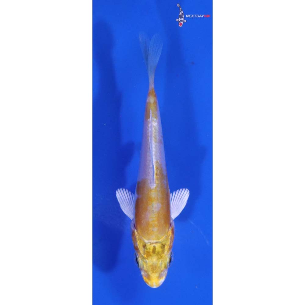 2.5” Imported Doitsu Lemon Hariwake