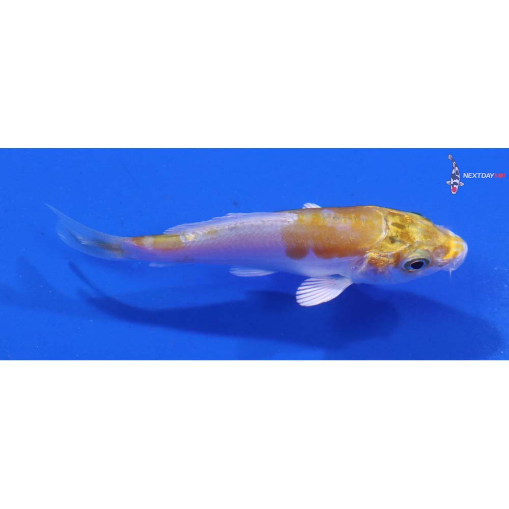 2.5” Imported Doitsu Lemon Hariwake