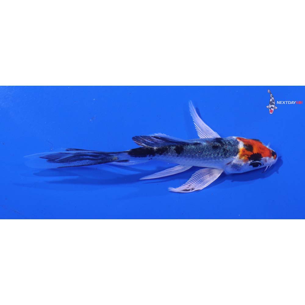3.5” Imported Yamato Nishiki Butterfly Koi