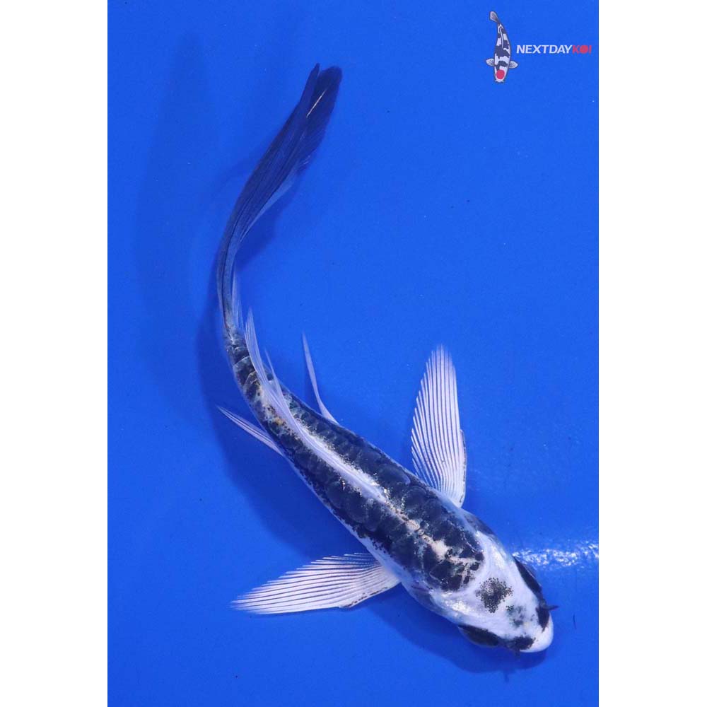 3.5” Imported Kikokuryu Butterfly Koi