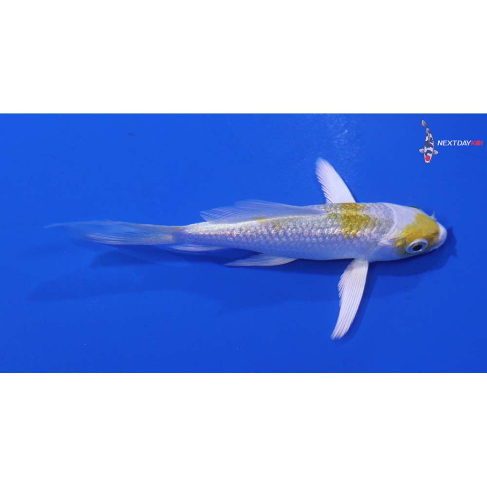 3.5” Imported Gin Rin Lemon Hariwake Butterfly Koi