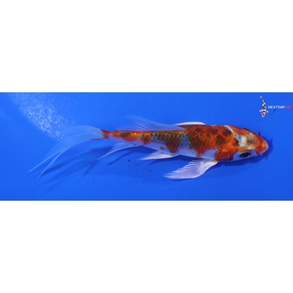 3.5” Imported Kujaku Butterfly Koi