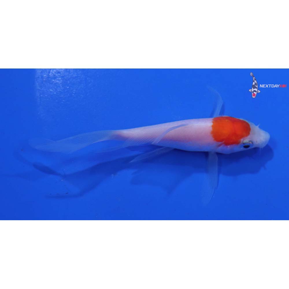 3” Imported Kohaku Butterfly Koi