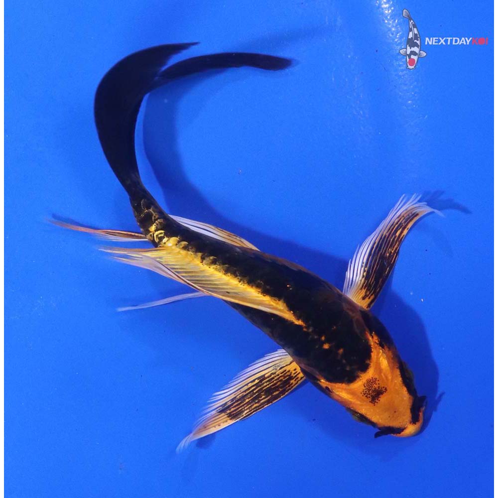 4” Imported Kin Kikokuryu Butterfly Koi