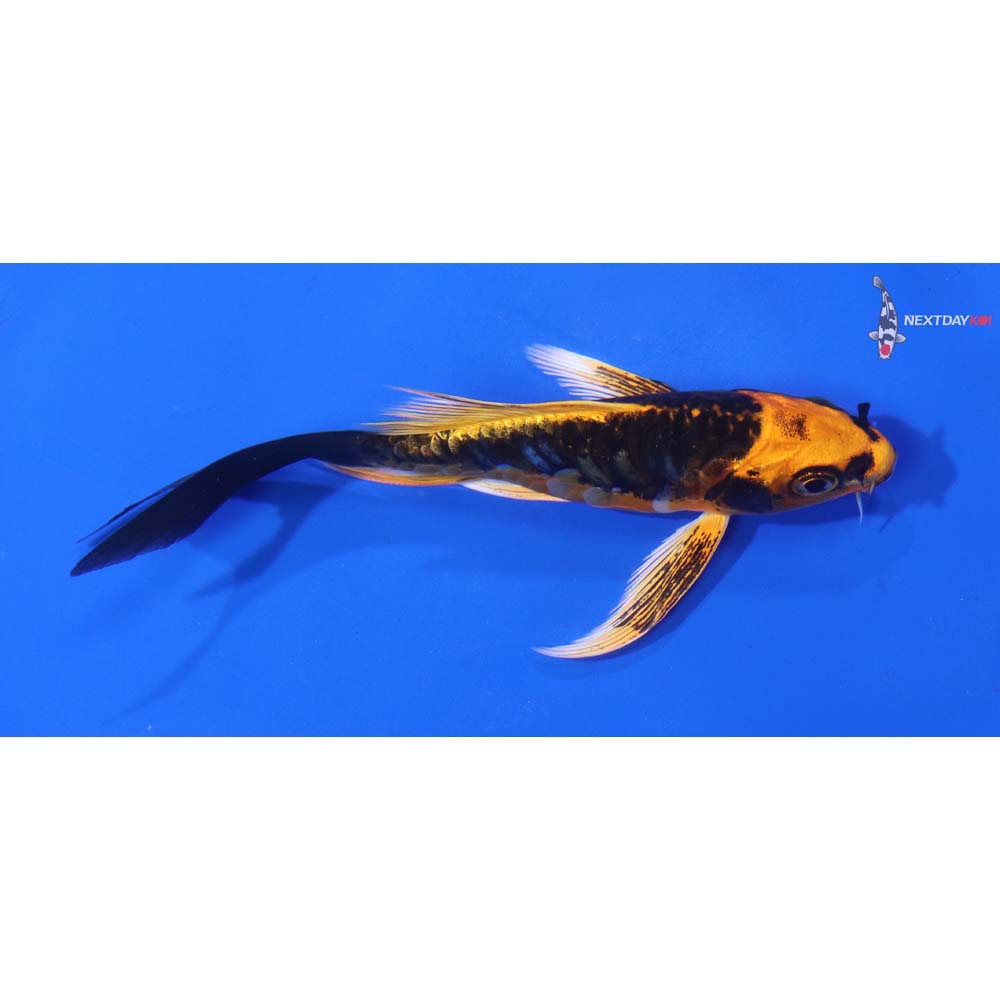 4” Imported Kin Kikokuryu Butterfly Koi