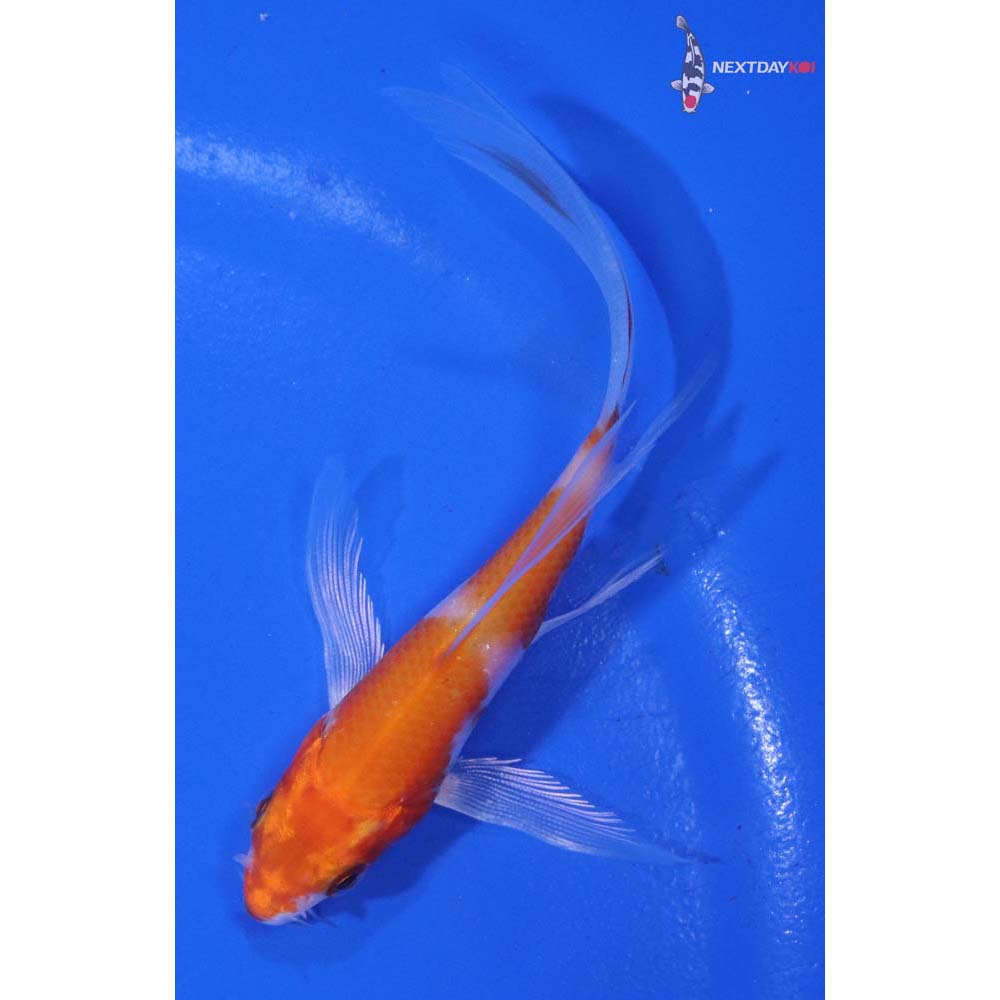 4” Imported Hariwake Butterfly Koi