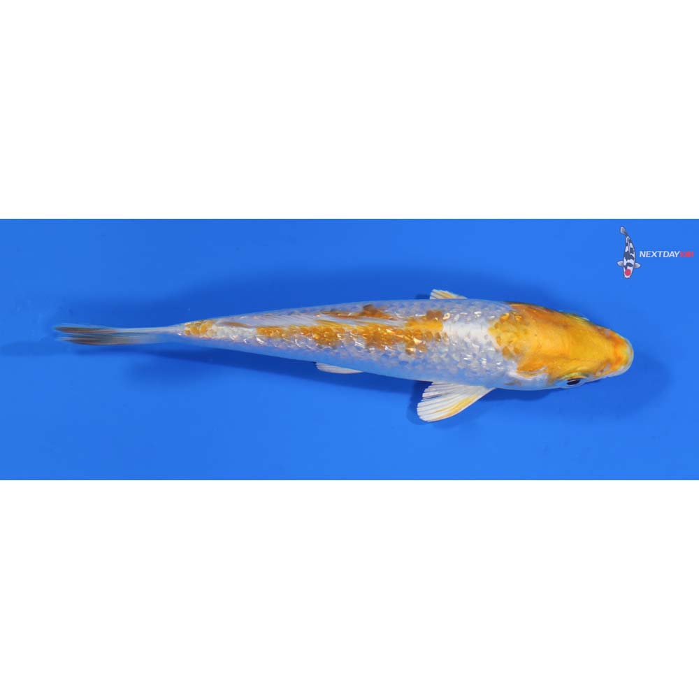 5” Imported Gin Rin Lemon Hariwake