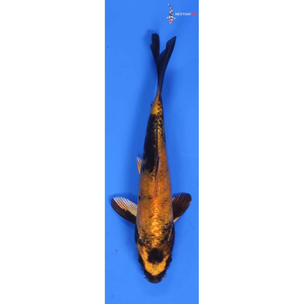 5” Imported Kin Hi Utsuri