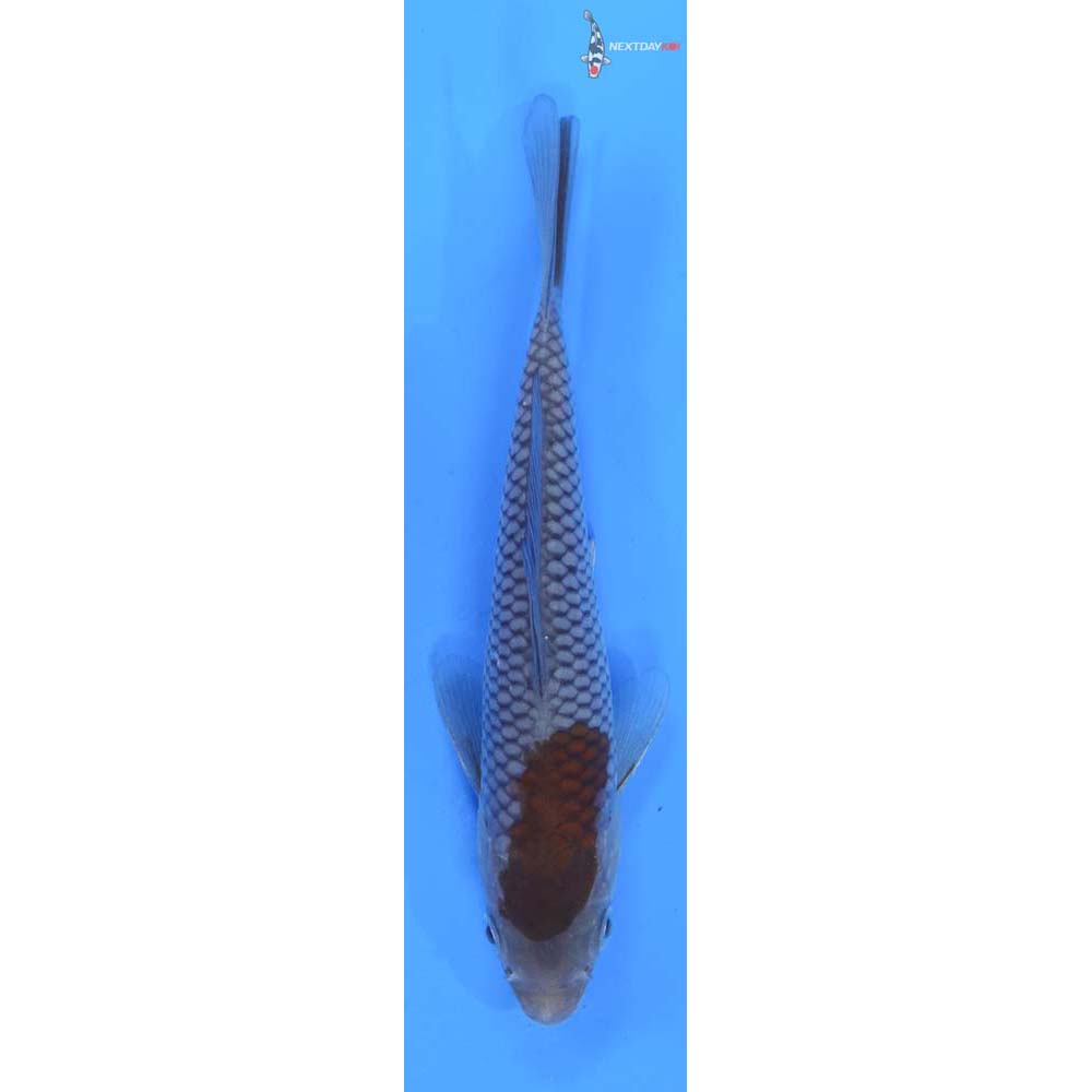 5.5” Imported Ochiba Shigure