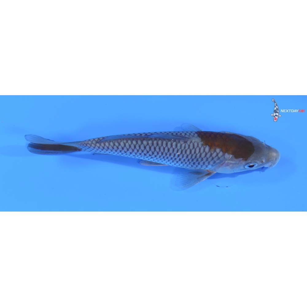5.5” Imported Ochiba Shigure