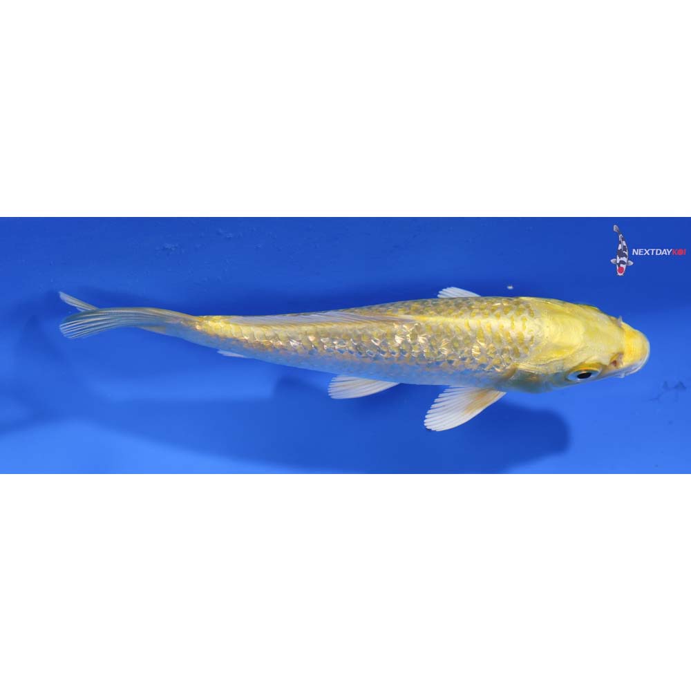 5.5” Imported Gin Rin Yamabuki Ogon