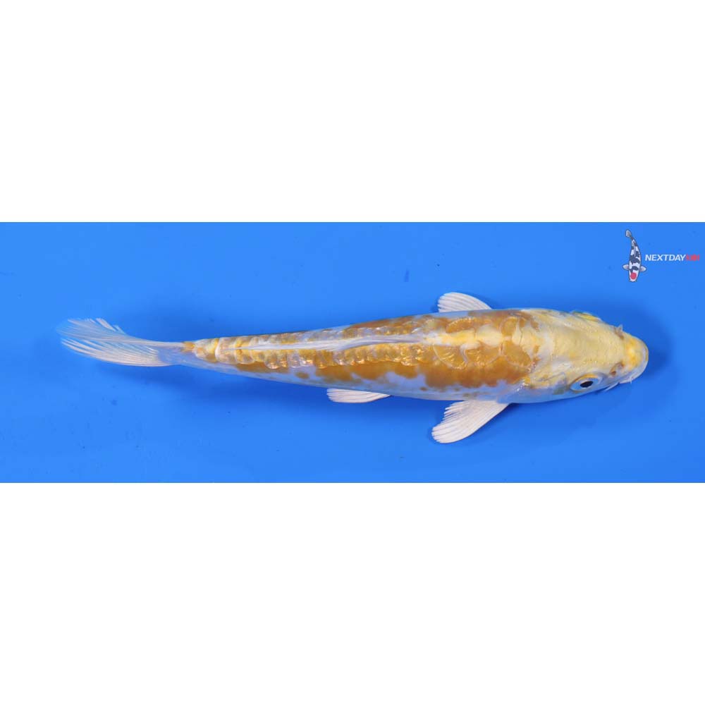5.5” Imported Doitsu Lemon Hariwake