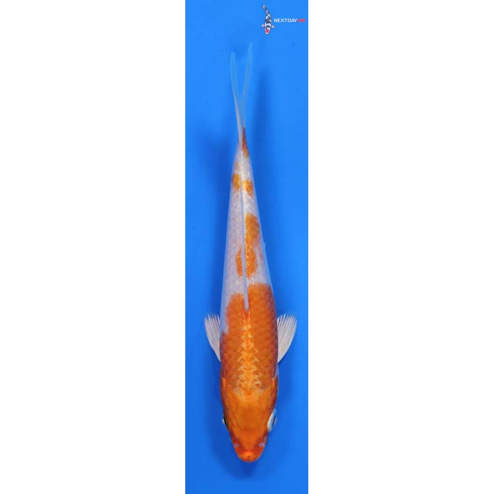6” Imported Hariwake
