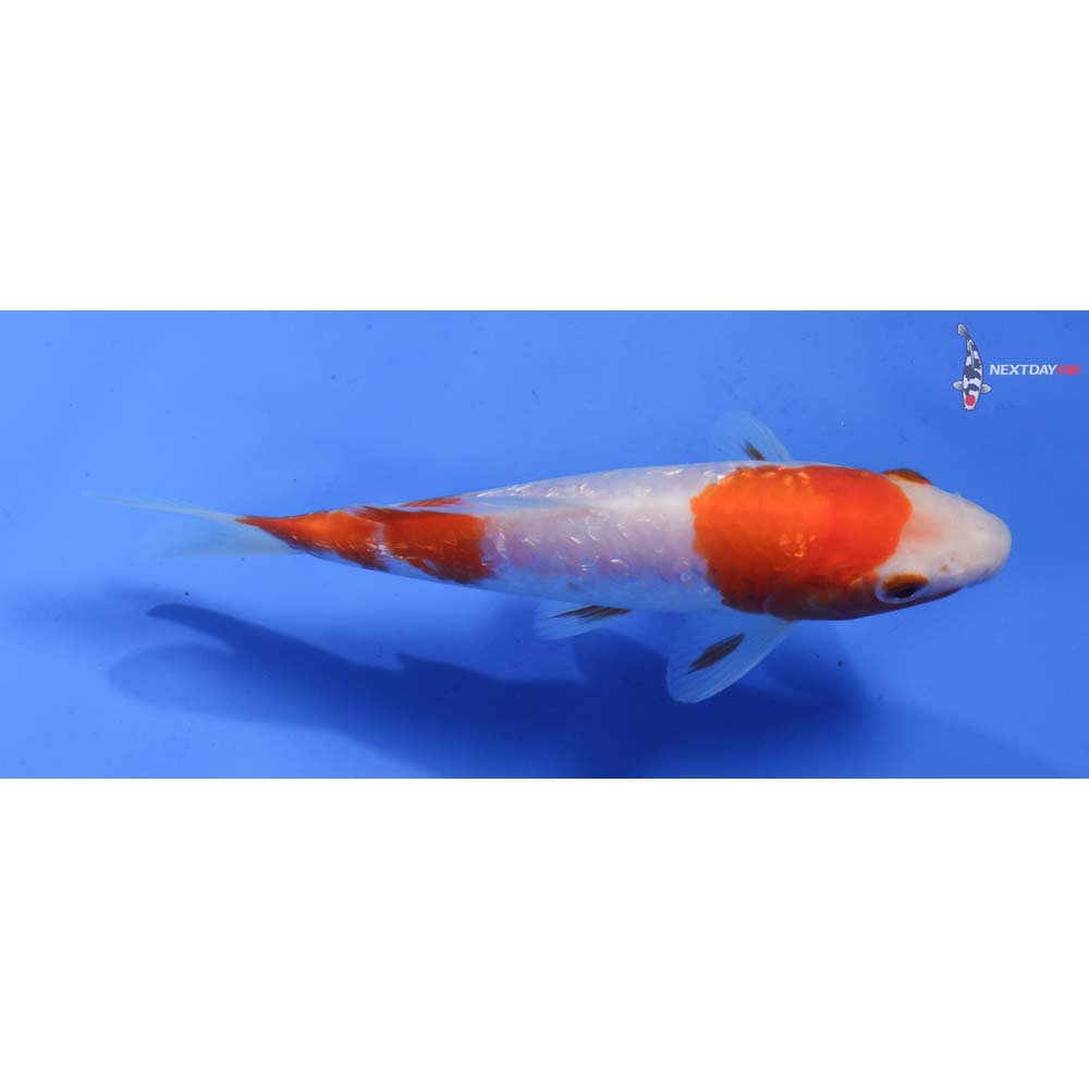 6” Imported Gin Rin Kohaku
