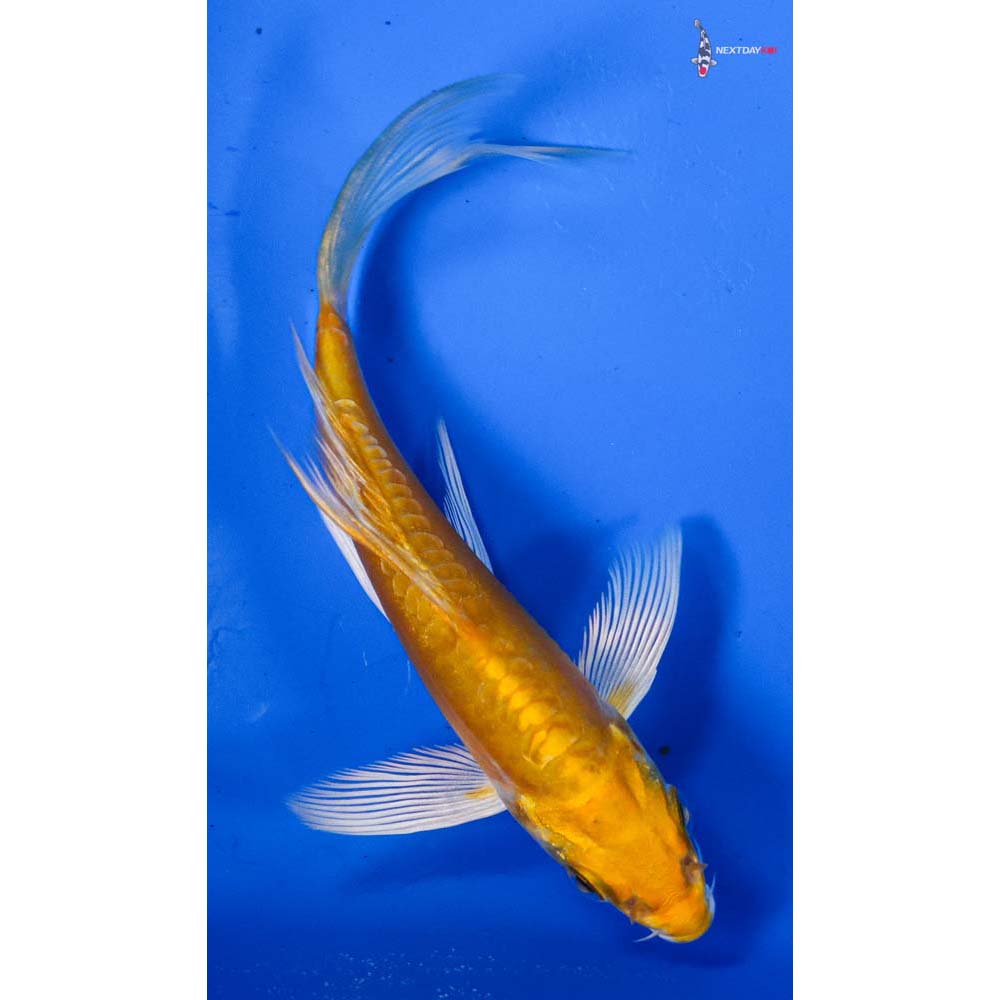 4” Imported Doitsu Lemon Hariwake Butterfly Koi