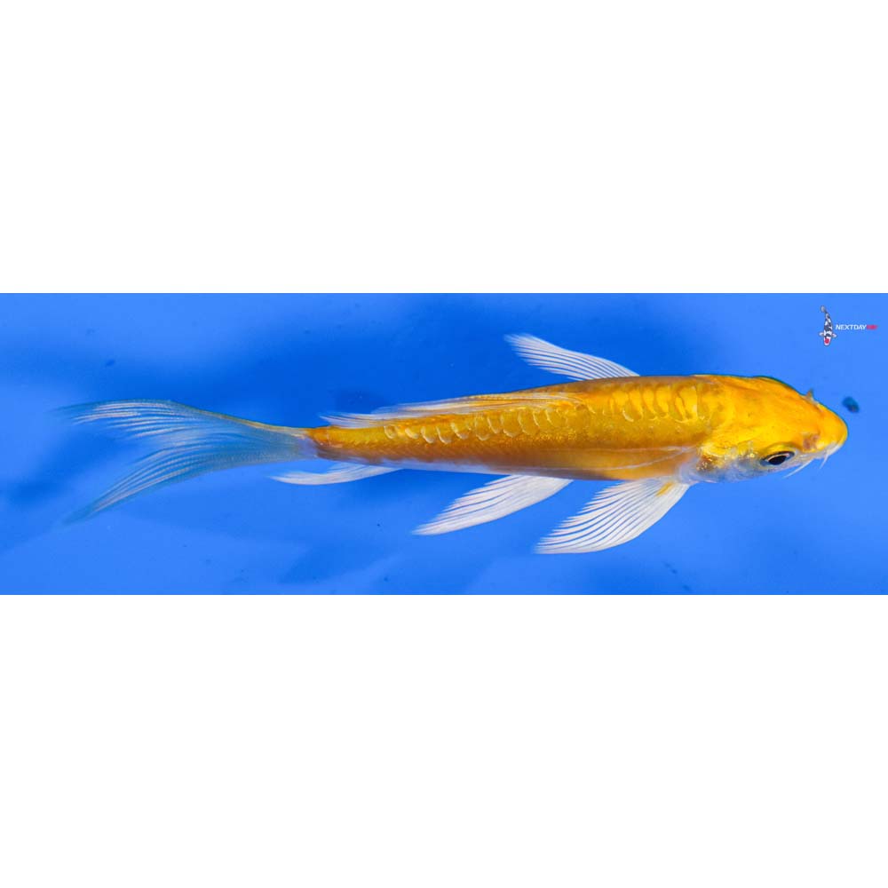 4” Imported Doitsu Lemon Hariwake Butterfly Koi