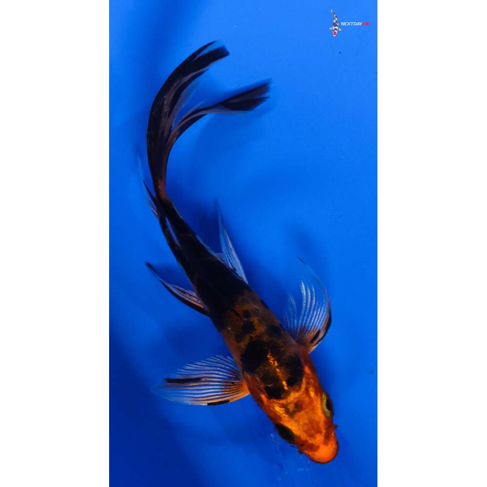 4” Imported Doitsu Kin Aka Bekko Butterfly Koi