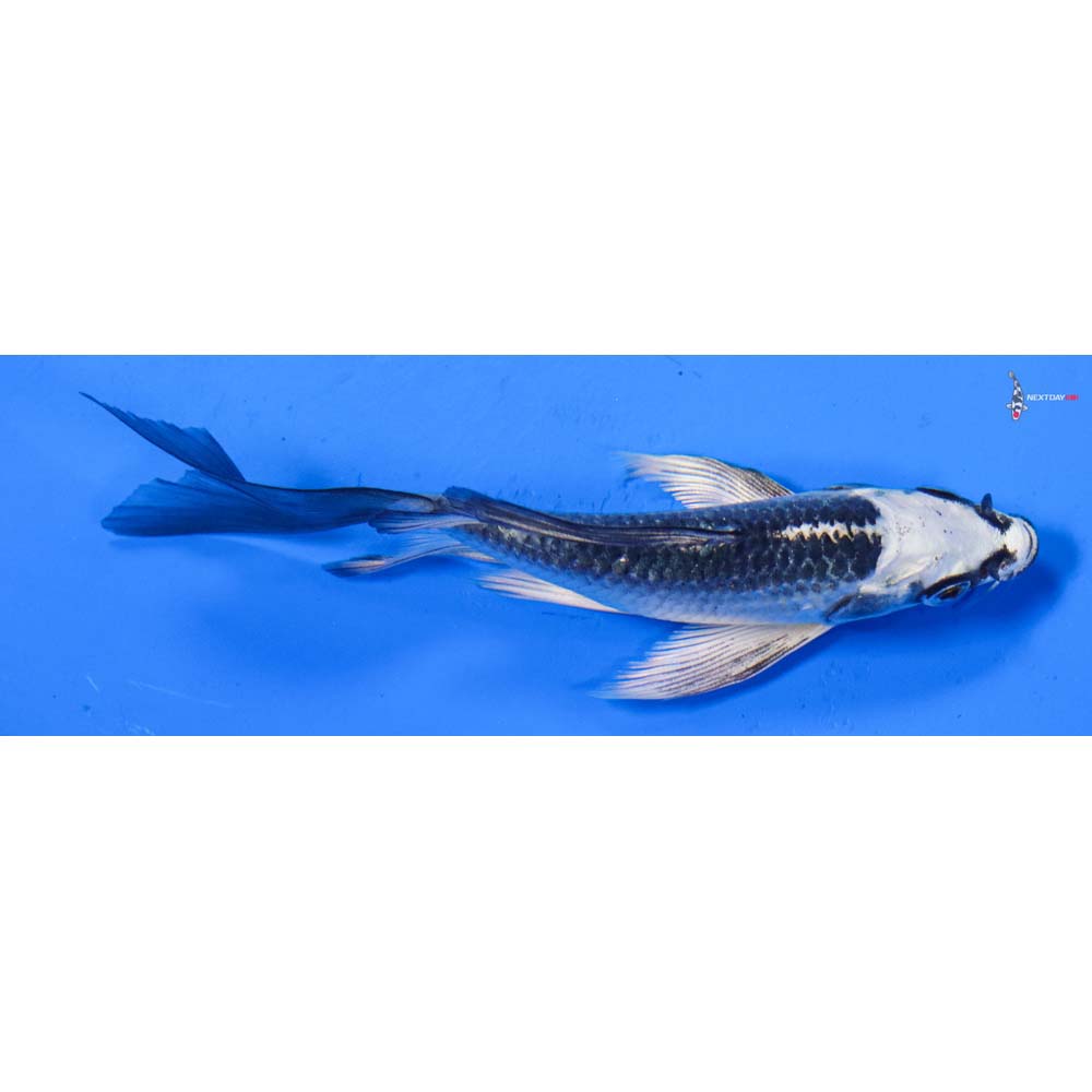 4.5” Imported Gin Matsuba Butterfly Koi