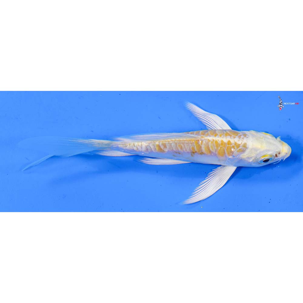 4.5” Imported Doitsu Lemon Hariwake Butterfly Koi