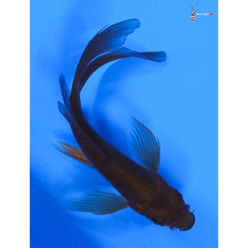 4.5” Imported Chagoi Butterfly Koi