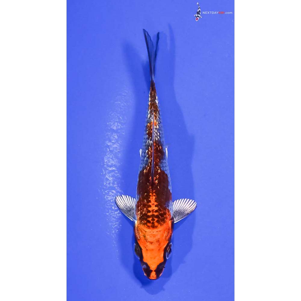 3.5” Imported Gin Rin Kujaku