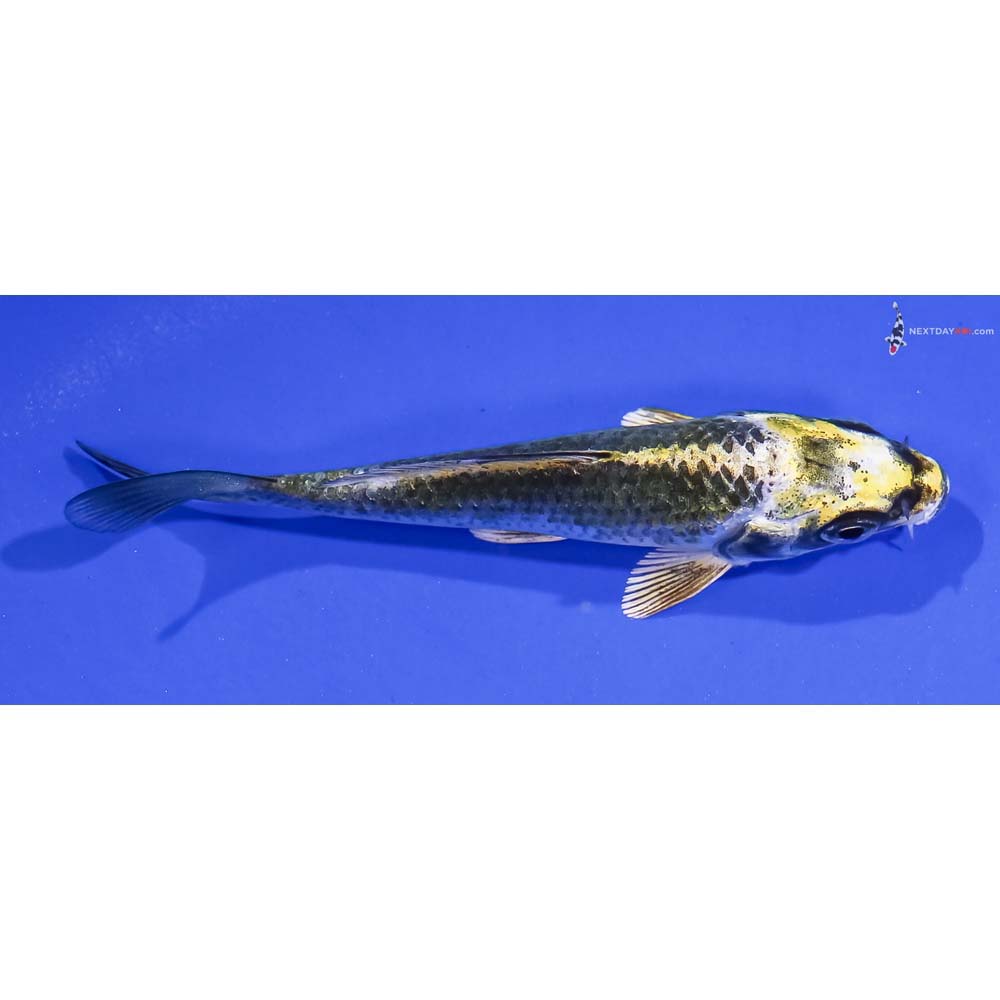 4” Imported Kujaku