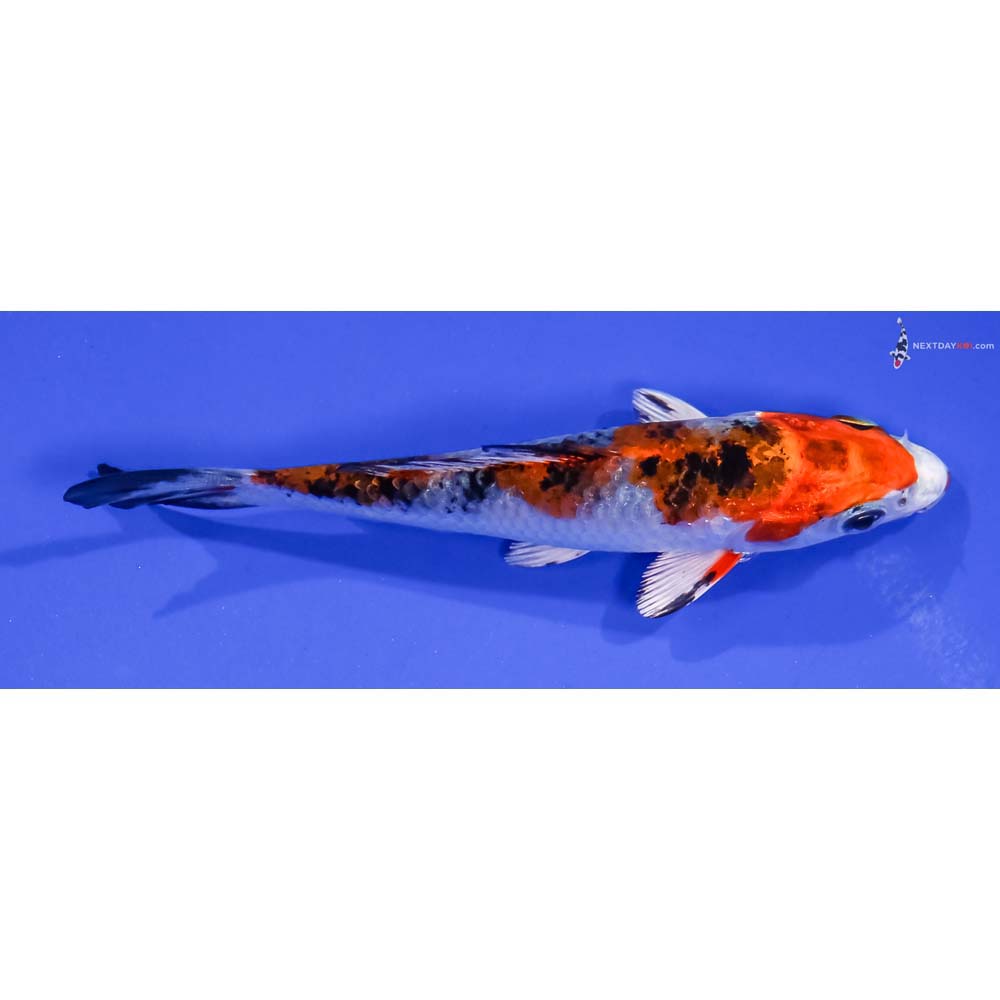 4” Imported Yamato Nishiki