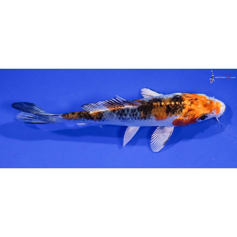 4” Imported Yamato Nishiki