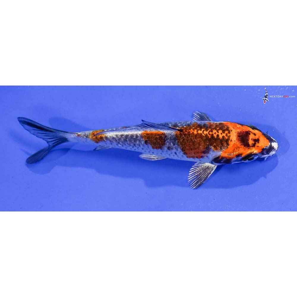 4” Imported Kujaku