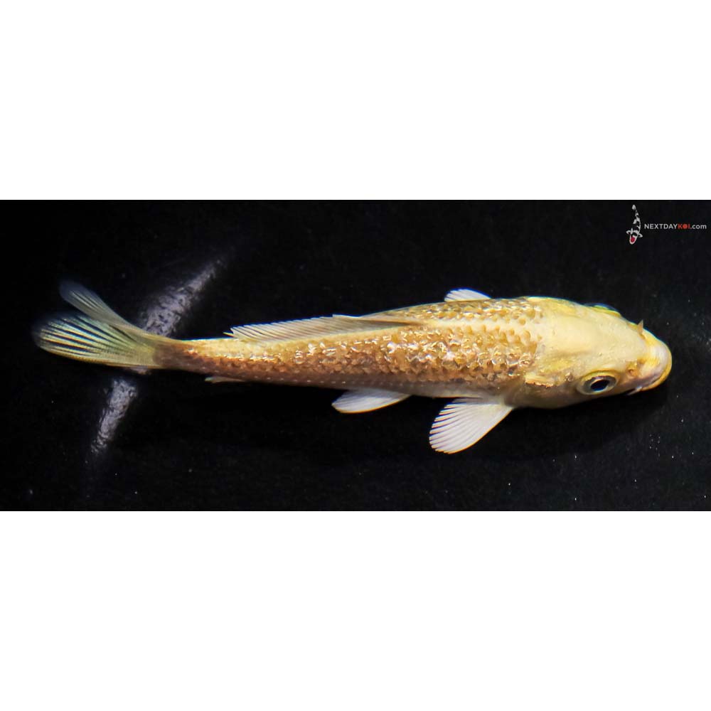 4” Imported Gin Rin Yamabuki Ogon