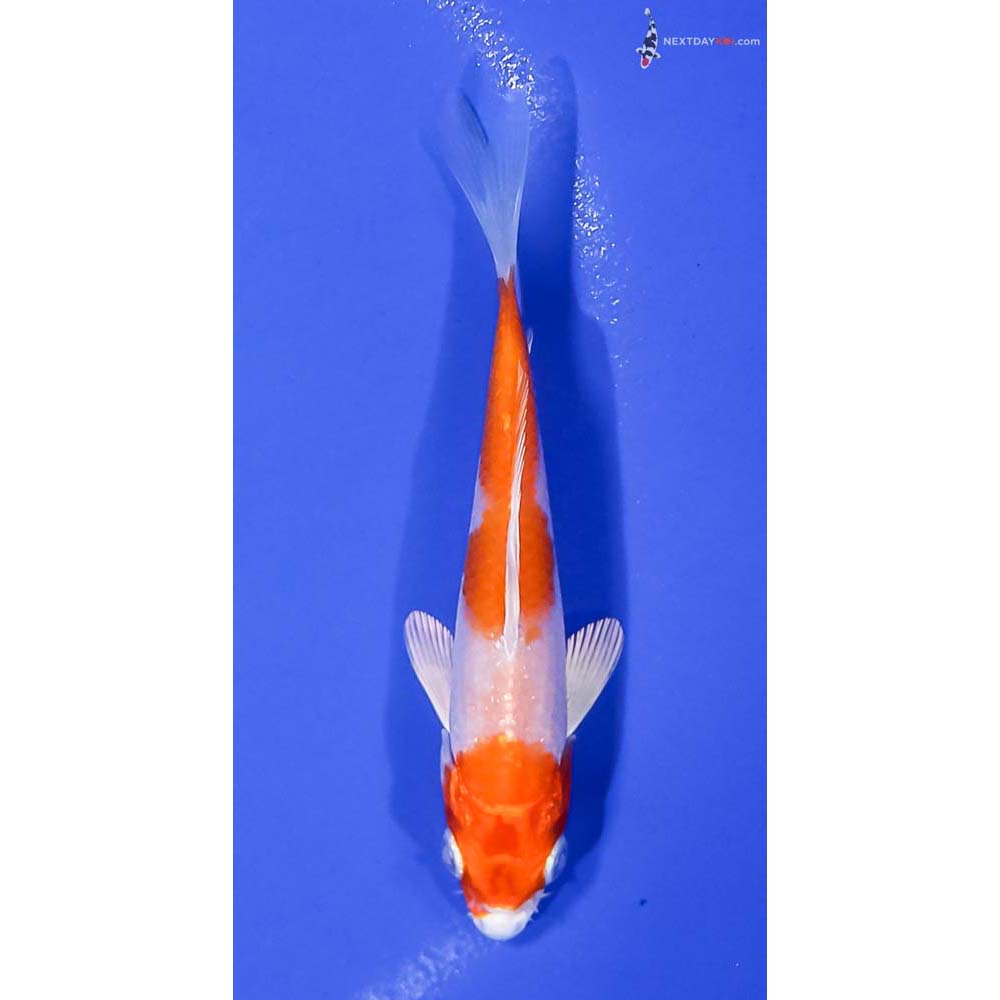 4.5” Imported Hariwake