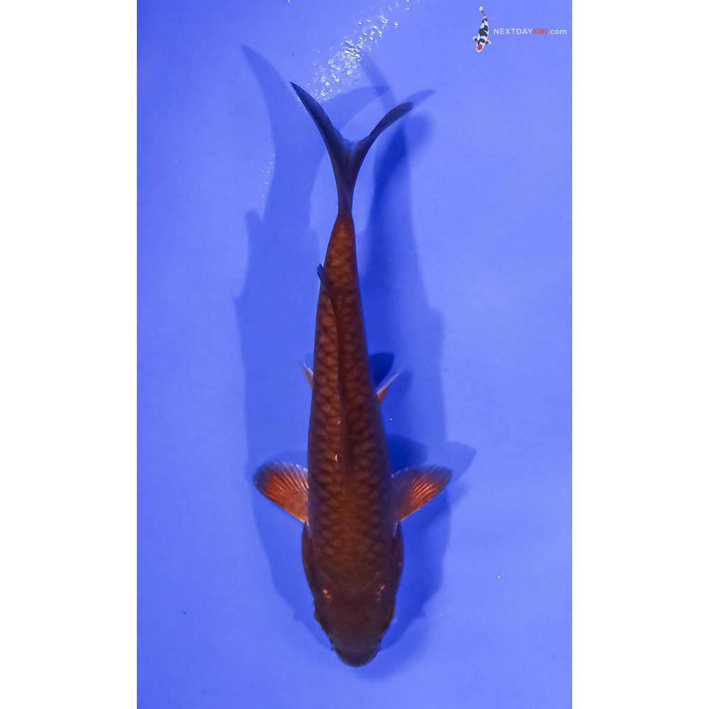 4.5” Imported Chagoi