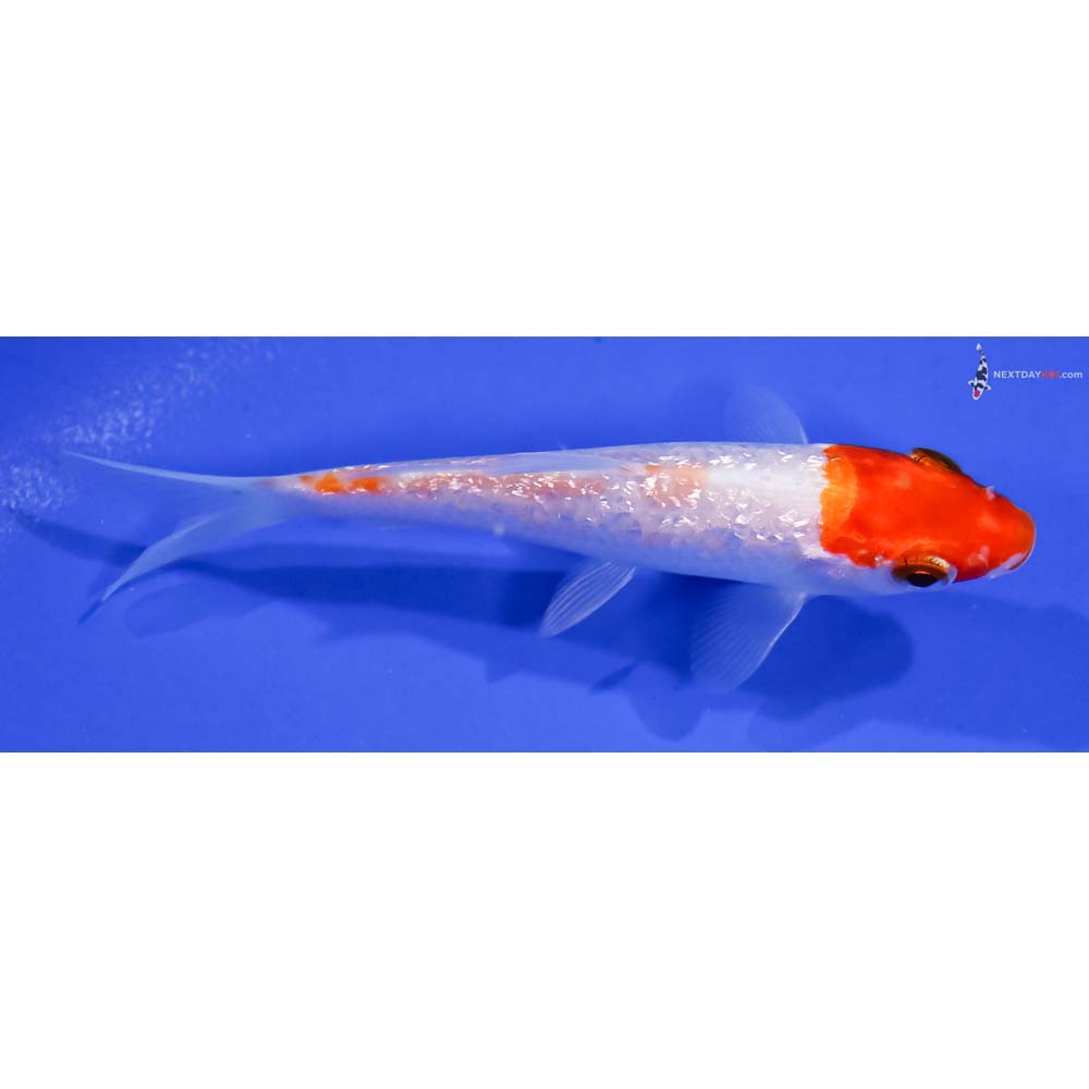 3.5” Imported Gin Rin Kohaku