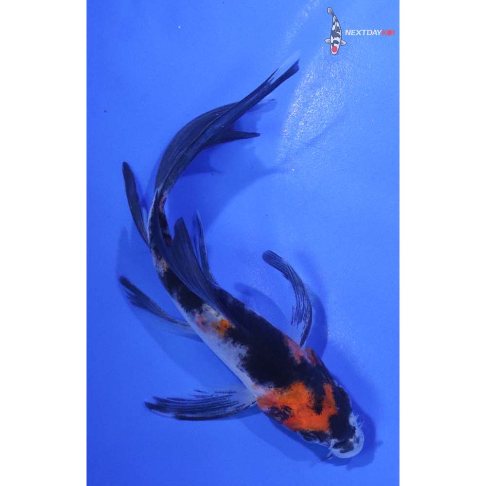 5” Imported Sanke Butterfly Koi