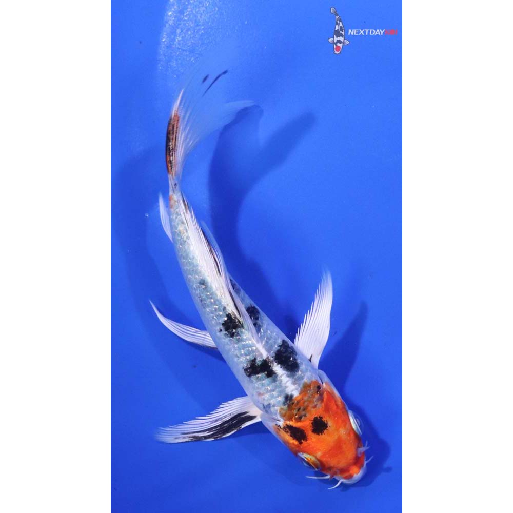 5” Imported Yamato Nishiki Butterfly Koi