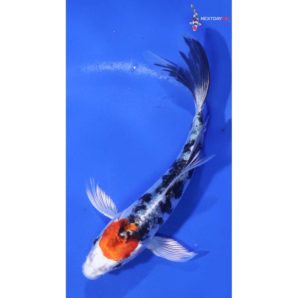 5” Imported Heisei Nishiki Butterfly Koi