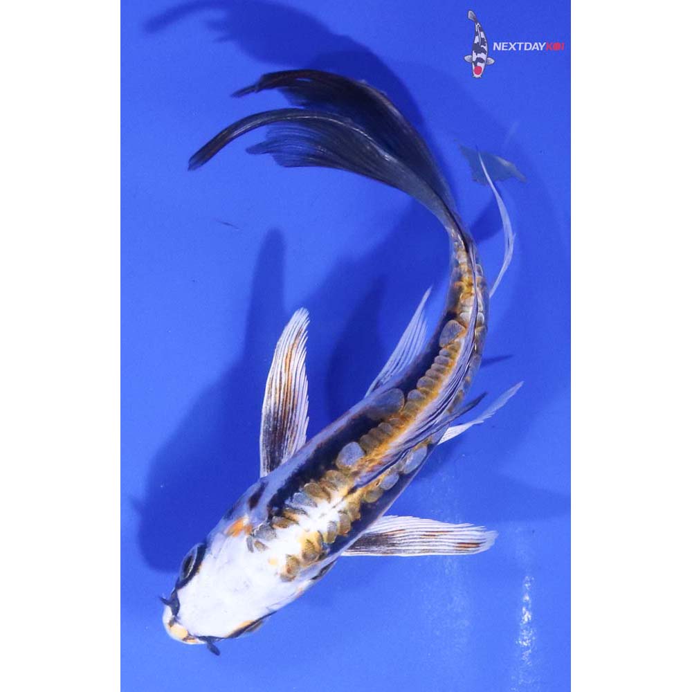 5.5” Imported Kin Kikokuryu Butterfly Koi